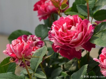 蘋(píng)果撻月季