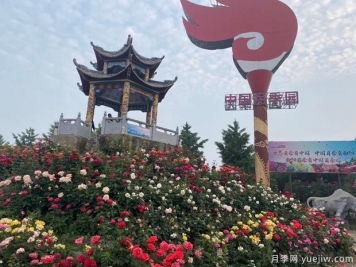 南陽臥龍區(qū)壯大月季產(chǎn)業(yè) 綻放美麗經(jīng)濟(jì)