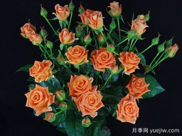 橙色泡泡月季