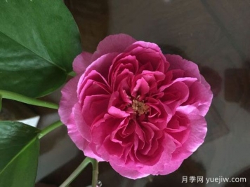 伊芙資產(chǎn)階級(jí)月季/伊芙小資情調(diào)