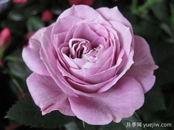 拉米炫耀月季介紹和優(yōu)缺點(diǎn)