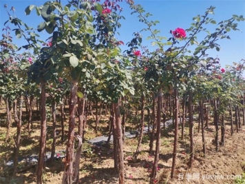 秋季花木移栽時間和注意措施有哪些？