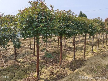 綠化工程花木為何選在秋末10月11月移栽？