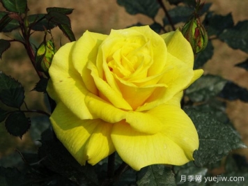 太陽(yáng)仙子月季
