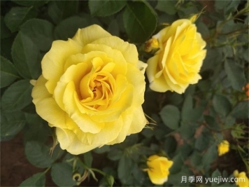 月季遇梅雨季怎么管理？做5個(gè)措施，再也不怕積水爛根