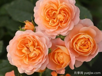 推薦十大勤花月季品種，一年四季花開不斷