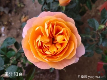 想養(yǎng)月季看這里，推薦這10種月季抗病強(qiáng)花量大花期長