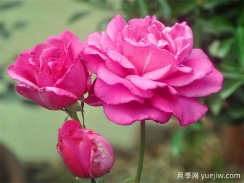 影響大花月季開花時(shí)間的因素喲哪些？