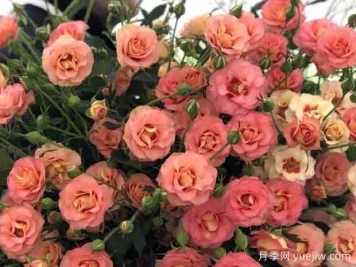 設拉子月季/希拉茲