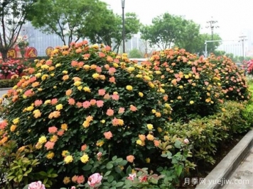 如何使用造型月季為主題打造迷人花園？