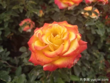 避免月季死亡，分享常見(jiàn)養(yǎng)護(hù)辦法