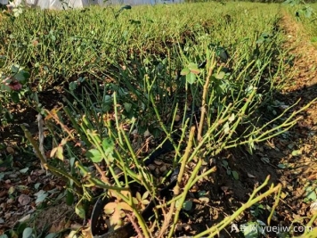 月季開(kāi)花后如何進(jìn)行正確的修剪？