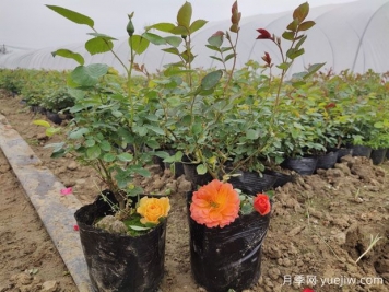 月季如何把控開花期？合理種植迎接花開時(shí)刻
