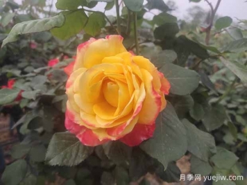 月季養(yǎng)護(hù)6要素，學(xué)會(huì)了輕松養(yǎng)爆盆！