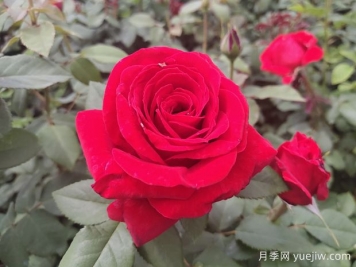 愛花必養(yǎng)大花月季，花大味香還好養(yǎng)，