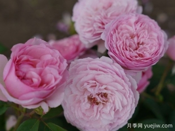 獨(dú)特芳香月季