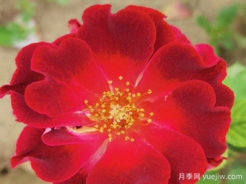 火紅的舞臺(tái)月季