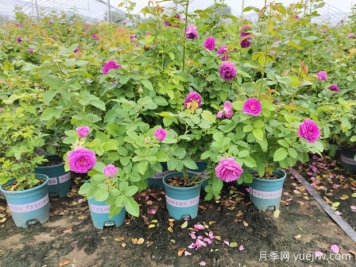 為什么椰磚種月季容易死？防范措施是什么？