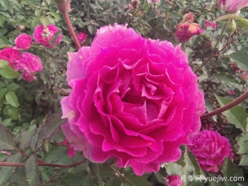8款適合新手的月季，開(kāi)花勤復(fù)花好分支性好長(zhǎng)勢(shì)快