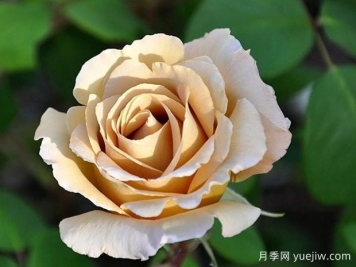 黃油硬糖月季的優(yōu)缺點(diǎn)是什么？