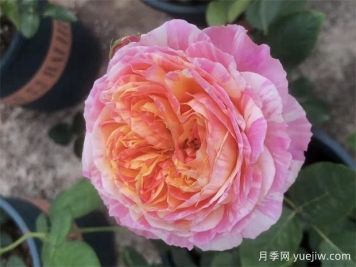 養(yǎng)月季，如何操作，才能花開不斷