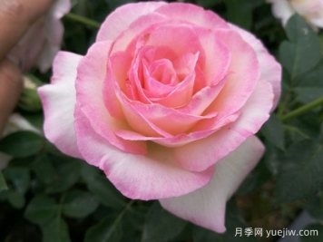 百種花語大全，傾聽花卉的語言
