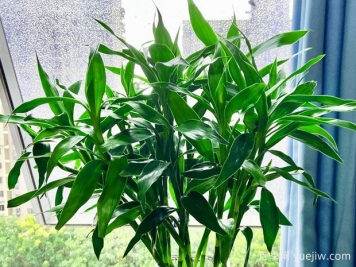 常見的8種風(fēng)水竹，分別是什么？