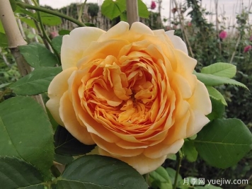 你認(rèn)為的玫瑰，其實(shí)是月季花