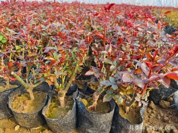 月季花總是養(yǎng)不活？學(xué)會(huì)簡單養(yǎng)護(hù)，連開幾個(gè)月