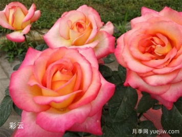 月季花養(yǎng)護(hù)：如何讓您的月季繁花似錦