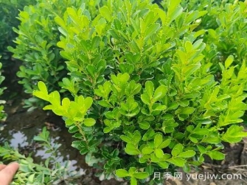 豆瓣黃楊怎么養(yǎng)？