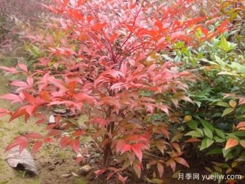 南天竹小苗如何種植？