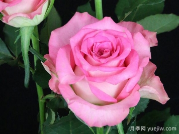 非洲寶石月季African Jewel