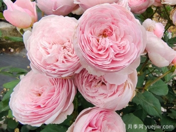 19朵粉色玫瑰花語是什么？