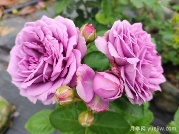 冬季養(yǎng)月季花，做好4點防護(hù)春季開滿花
