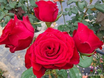 男生為什么送女生11朵紅玫瑰花？