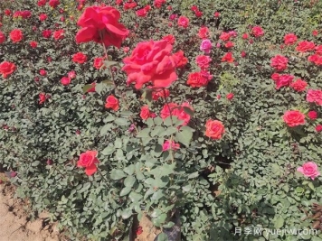 月季只長(zhǎng)葉子不開花？應(yīng)該怎么辦