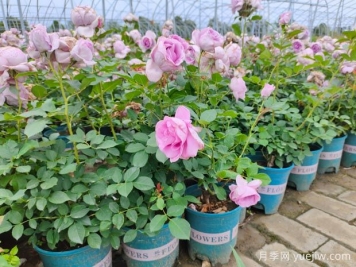 剛買的月季花怎么養(yǎng)護(hù)？新買的月季花養(yǎng)護(hù)指南