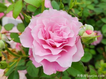如何養(yǎng)好月季花？月季栽培管理技術(shù)要點