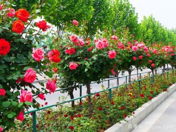 月季花的產(chǎn)地是哪里？哪個地方產(chǎn)的月季花好？