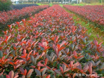 紅葉石楠種植密度應(yīng)該是多少株？