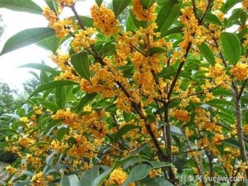 哪個(gè)桂花品種香味濃郁，花期長？