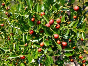 打造酸棗種植園的關(guān)鍵技術(shù)是什么？