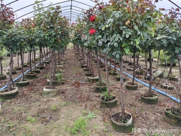 2024年綠化苗木種植風(fēng)向標(biāo)，苗木如何才能掙錢？