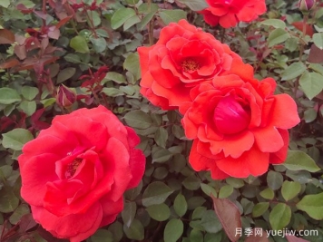 如何讓月季花開的更美？按照這個(gè)養(yǎng)護(hù)措施