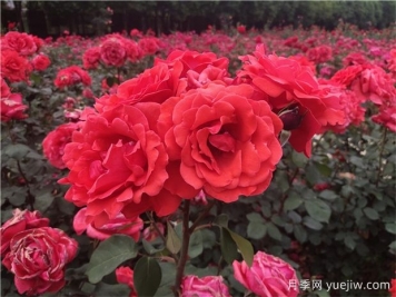?寶雞看月季花，就到寶雞植物園