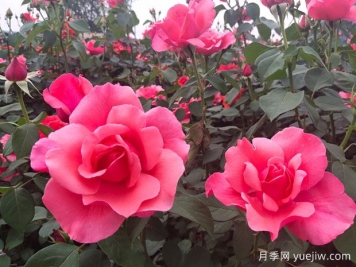 掌握月季養(yǎng)護口訣，讓月季實現月月開花