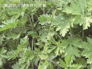 小小的野生艾草，成為南陽致富路的主角