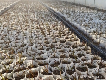 月季花繁殖方法：播種、嫁接與分株的優(yōu)缺點是什么？