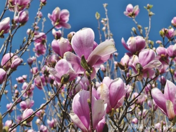 玉蘭科普：玉蘭花開(kāi)，春色自來(lái)
